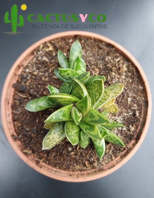 Gasteria bicolor