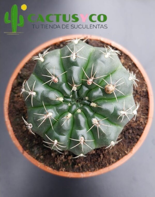 Gymnocalycium baldianum (flor variada)