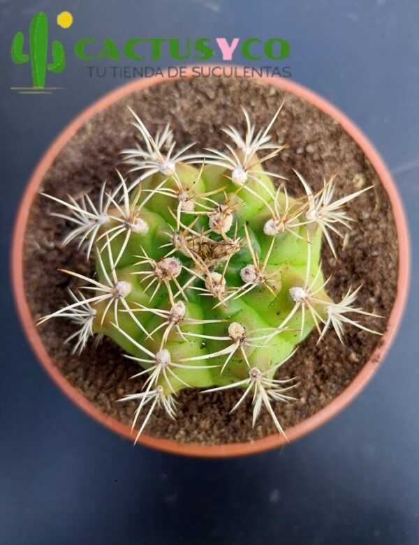 Gymnocalycium damsii (flor blanca)