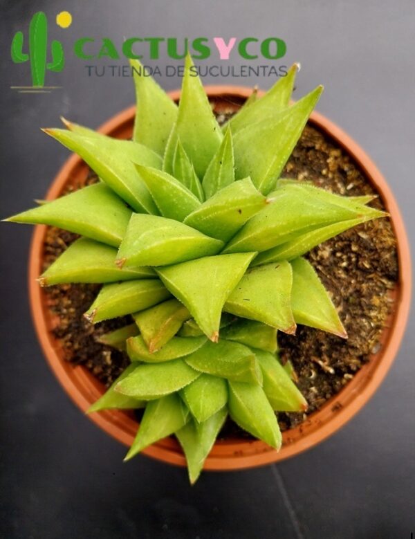 Haworthia angustifolia var. baylissii