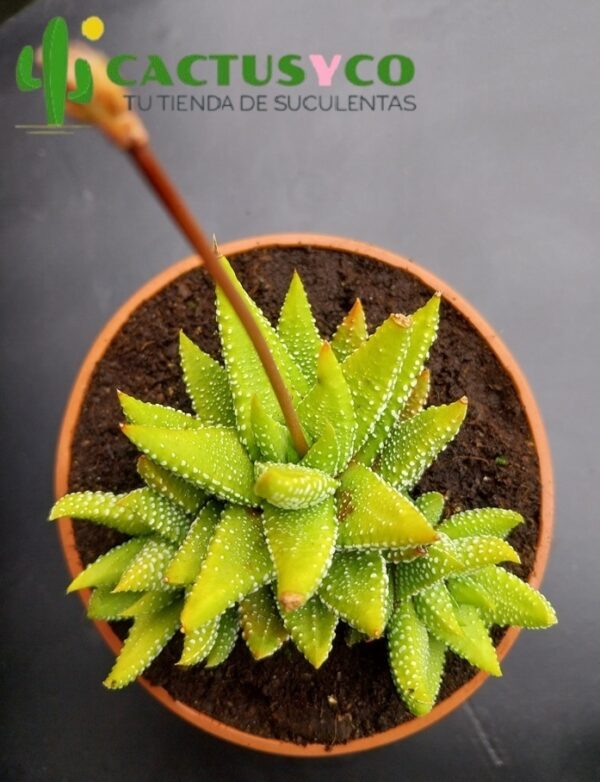 Haworthia / Haworthiopsis attenuata f. tanba