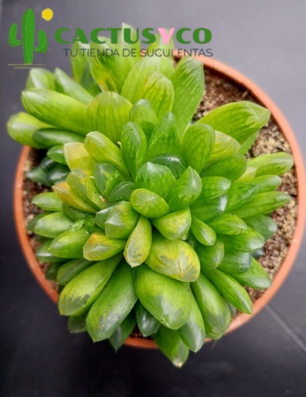 Haworthia cooperi