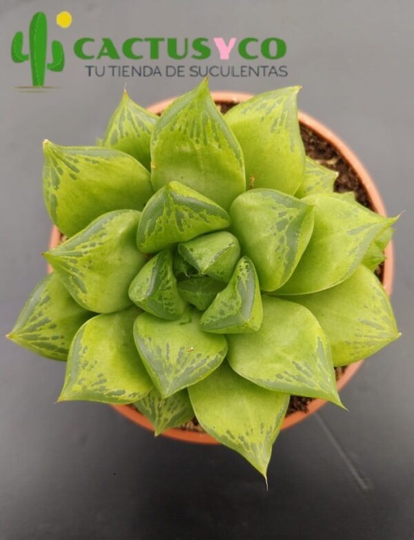 Haworthia cuspidata