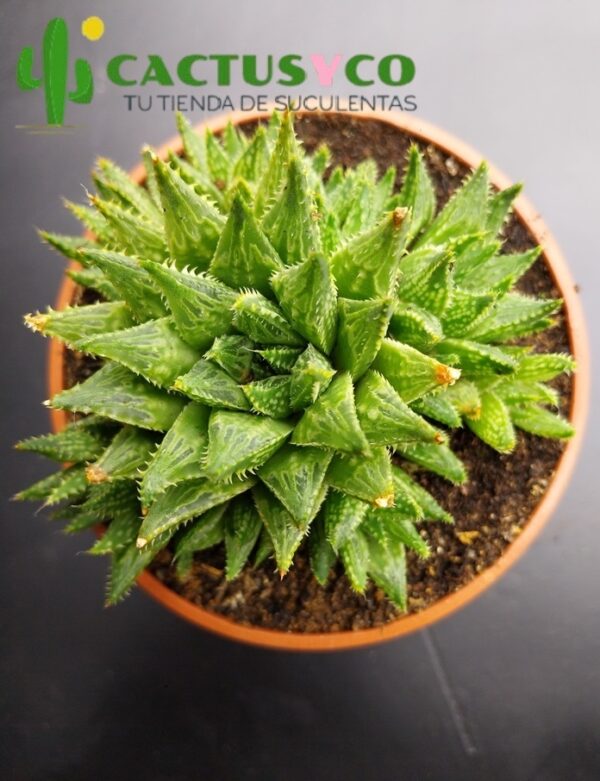 Haworthia marumiana