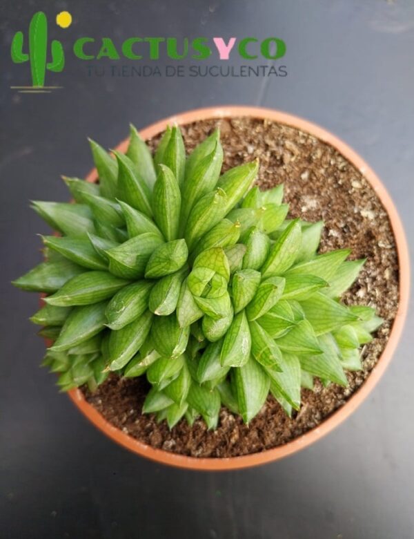 Haworthia marumiana var. batesiana