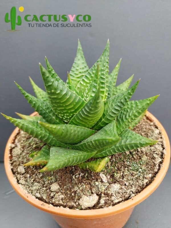 Haworthia / Haworthiopsis limifolia