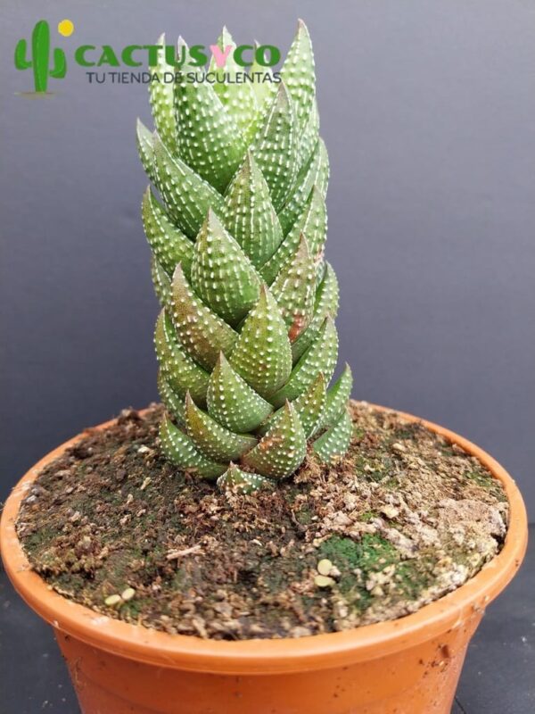 Haworthia / Haworthiopsis coarctata
