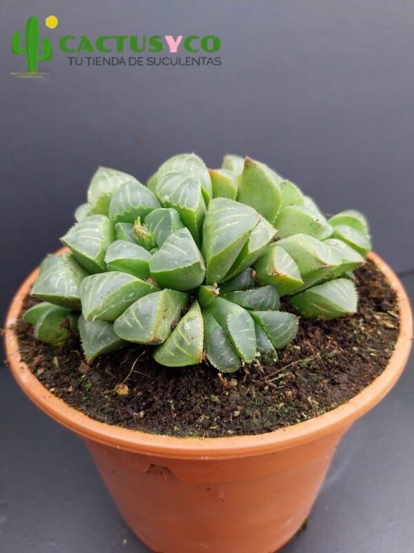 Haworthia retusa