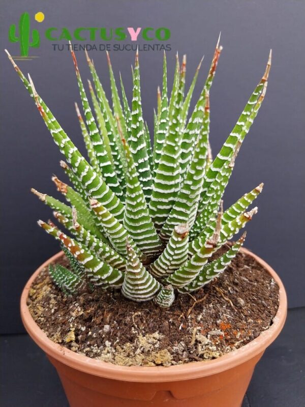Haworthia / Haworthiopsis fasciata
