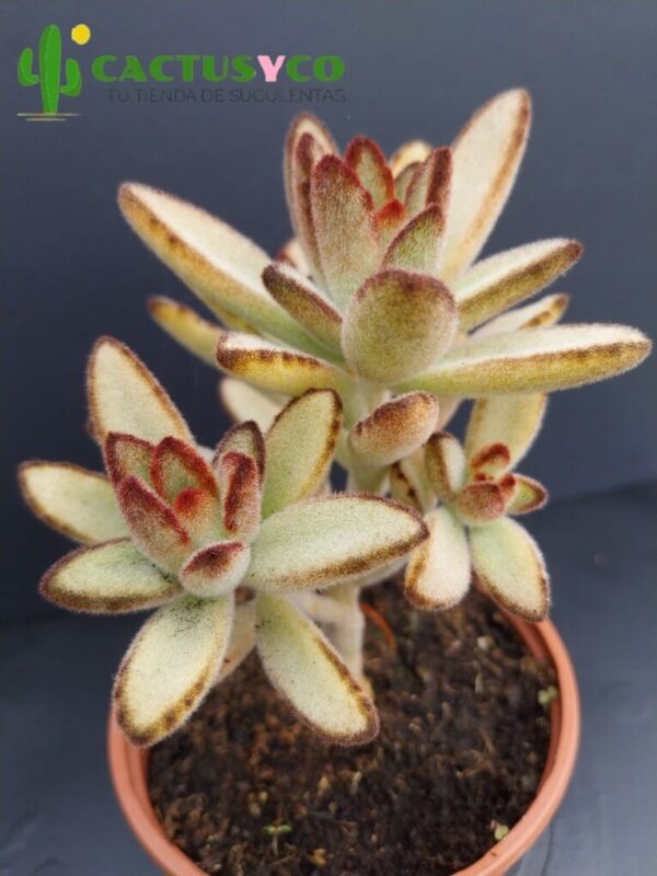 Kalanchoe tomentosa