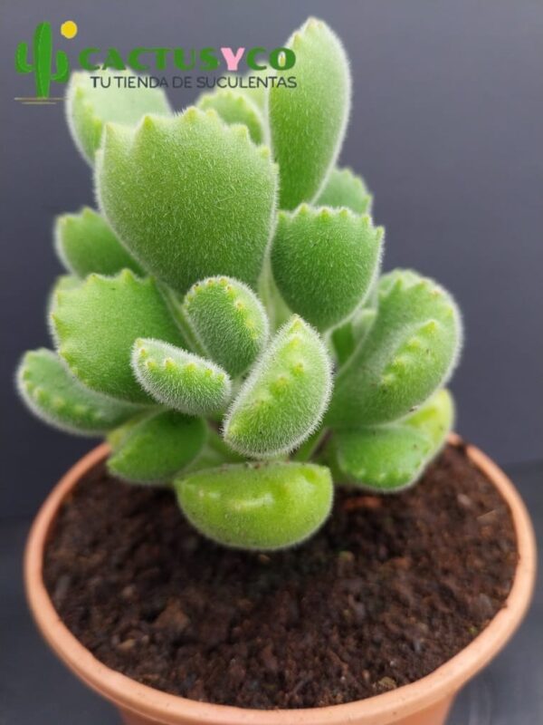 Cotyledon tomentosa (Garra / pata de oso)