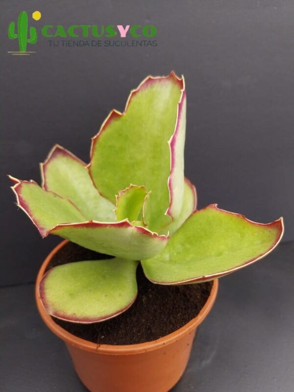 Kalanchoe synsepala