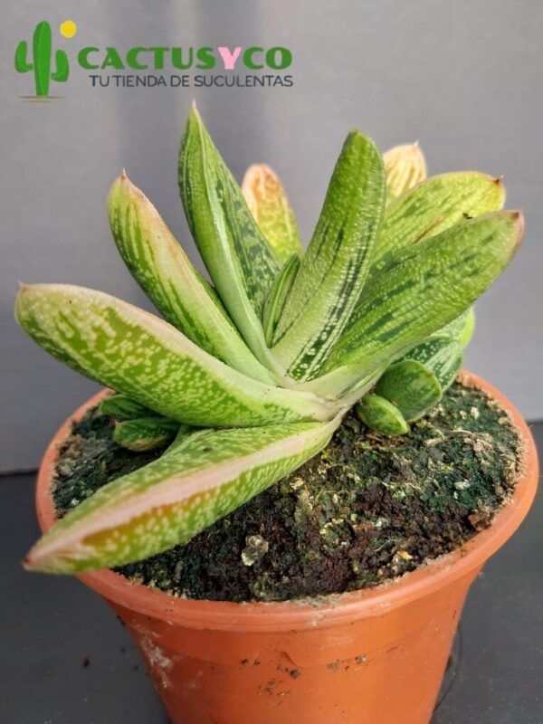 Gasteria "Little Warty"