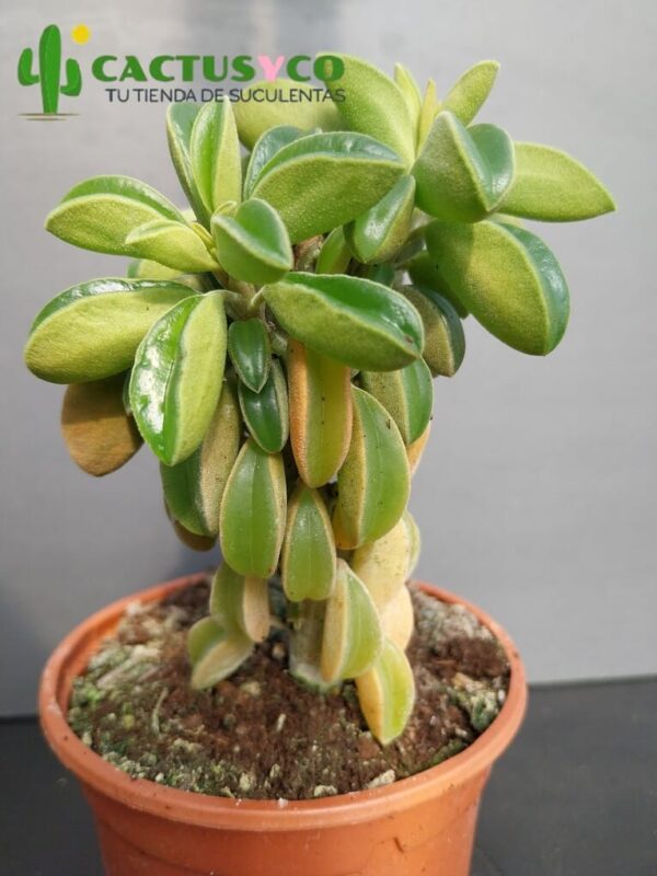 Peperomia asperula
