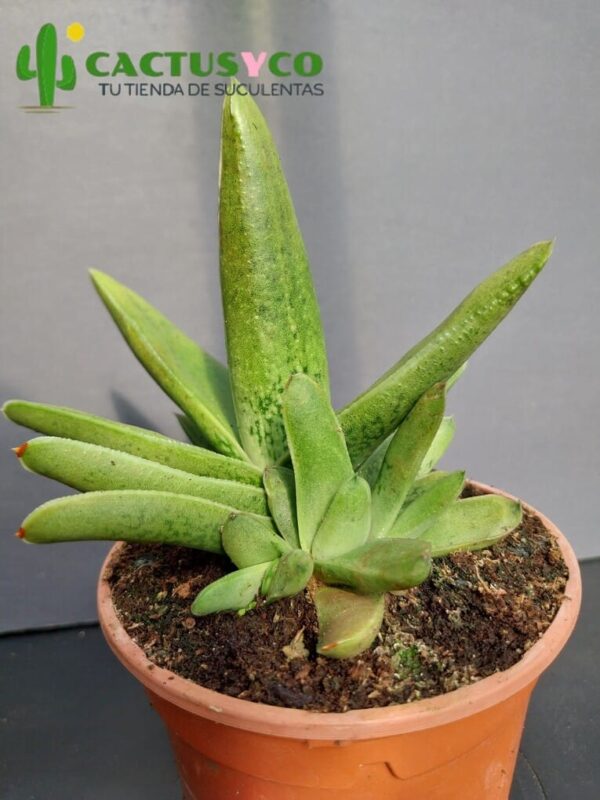 Gasteria carinata