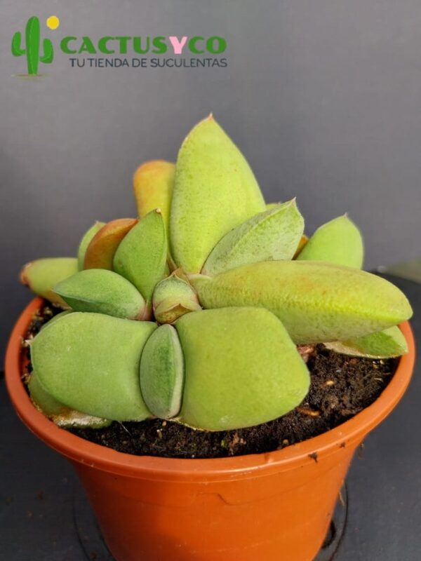 Gasteria glomerata