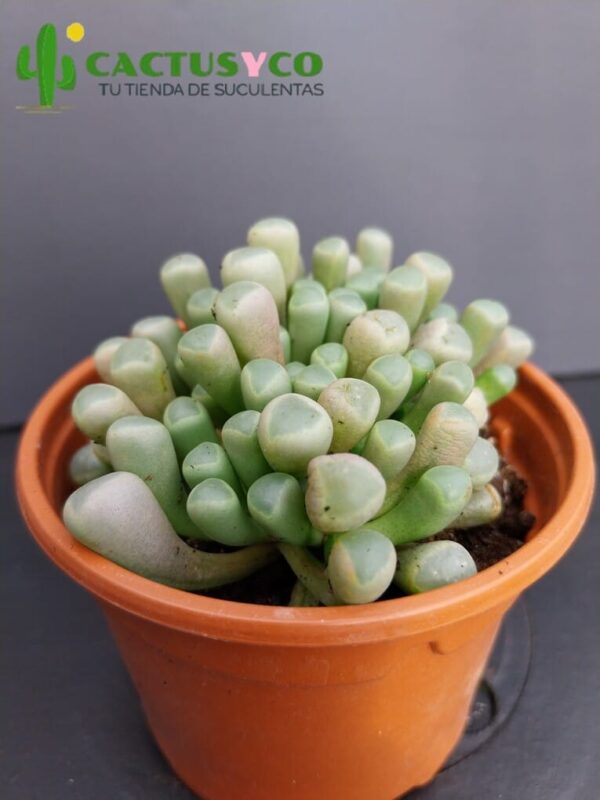 Fenestraria rhopalophylla (flor blanca)