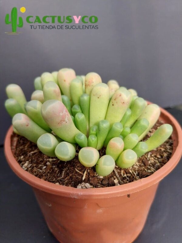 Fenestraria aurantiaca (flor amarilla)