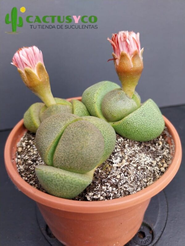 Pleiospilos nelii (flor amarilla y naranja)