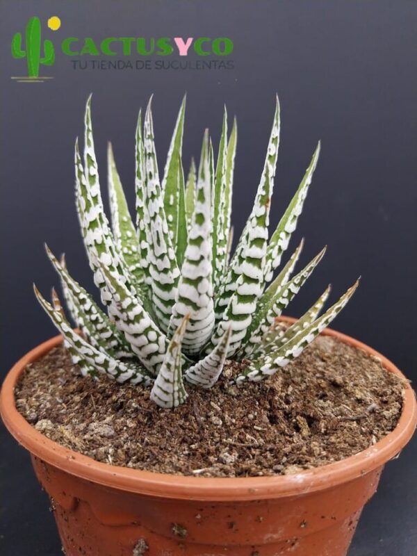 Haworthia / Haworthiopsis attenuata "Super Zebra"