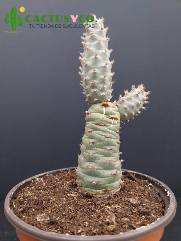 Tephrocactus articulatus var. inermis
