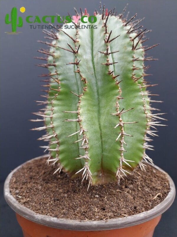 Euphorbia horrida