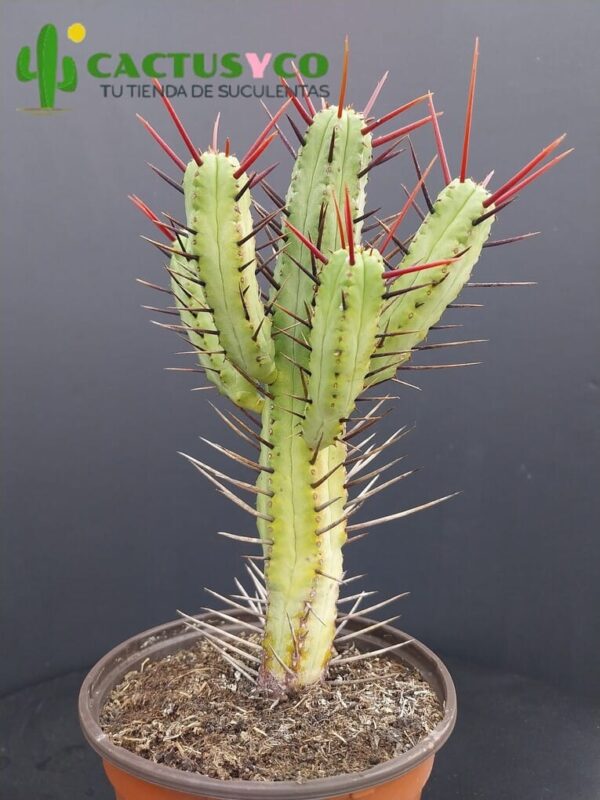 Euphorbia enopla