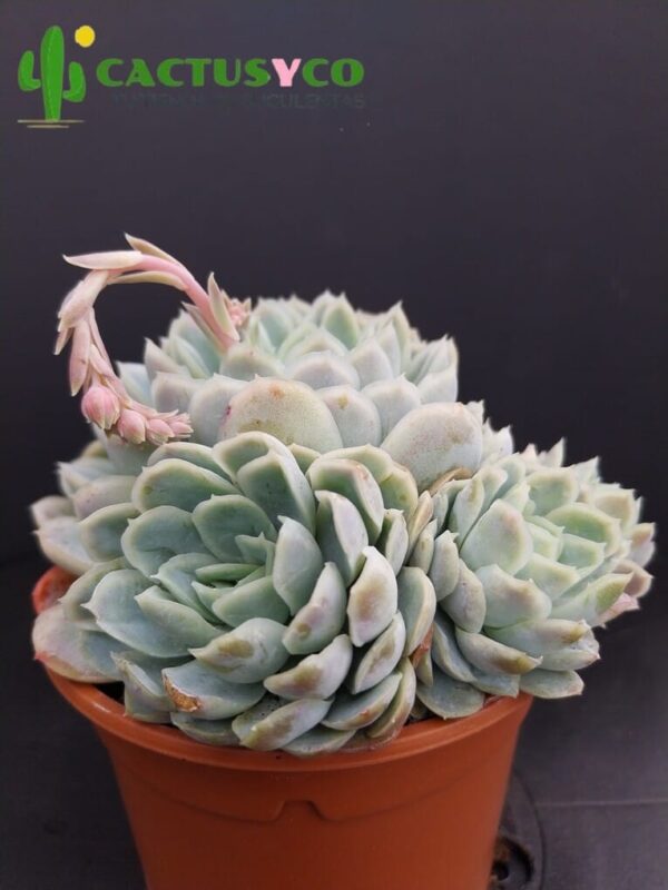 Echeveria elegans