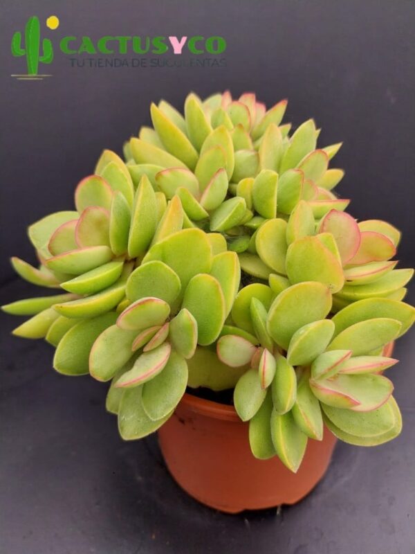 Crassula "Money Maker" variegata