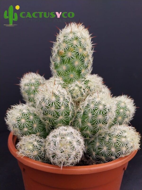 Mammillaria elongata var. albispina (flor blanca)