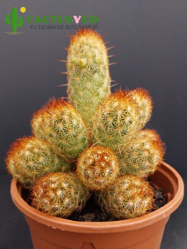 Mammillaria elongata var. rubra (flor blanca)