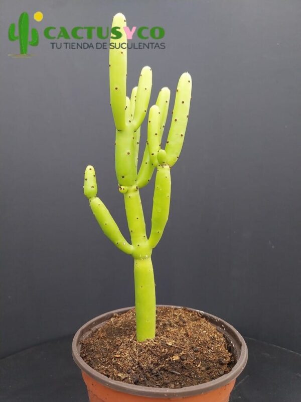 Euphorbia alluaudii