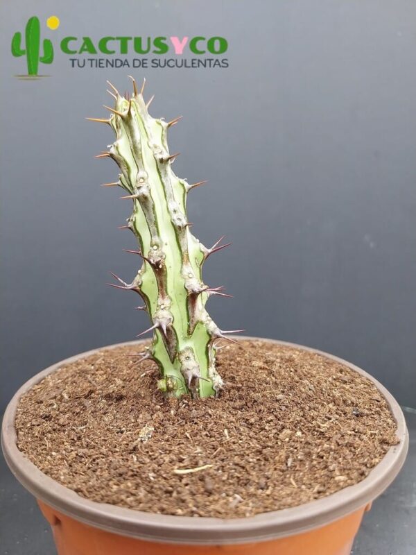 Euphorbia sp. Nova Somalia