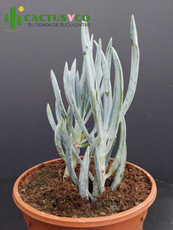 Senecio mandraliscae / Curio repens (Bálsamo azul)