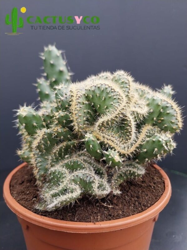 Opuntia / Austrocylindropuntia subulata f. cristata