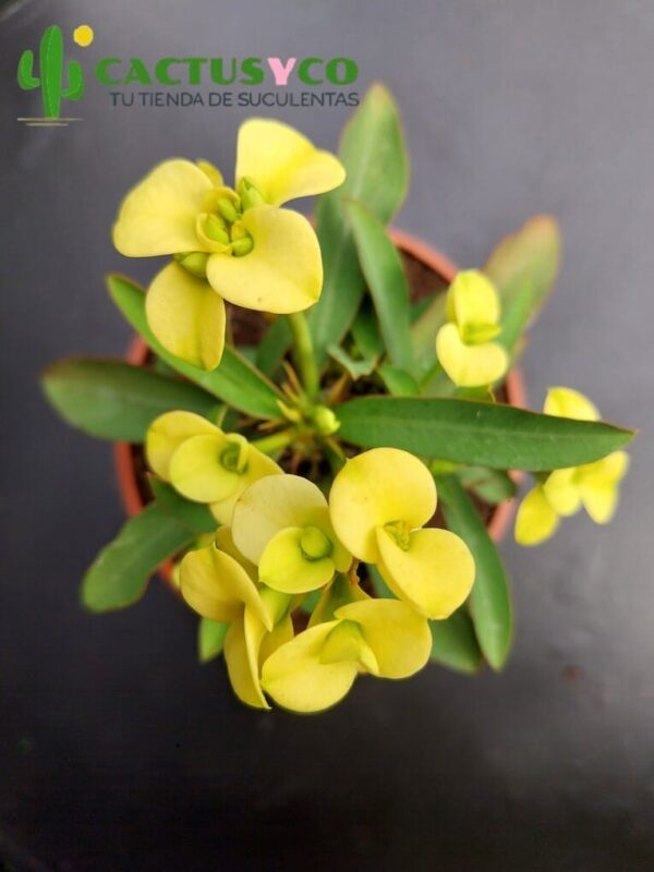 Euphorbia milii, flor amarilla (Espina de Cristo / Corona de Cristo)