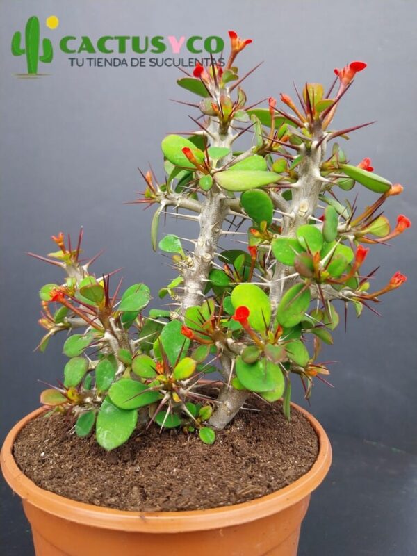 Euphorbia milii, flor roja (Espina de Cristo / Corona de Cristo)