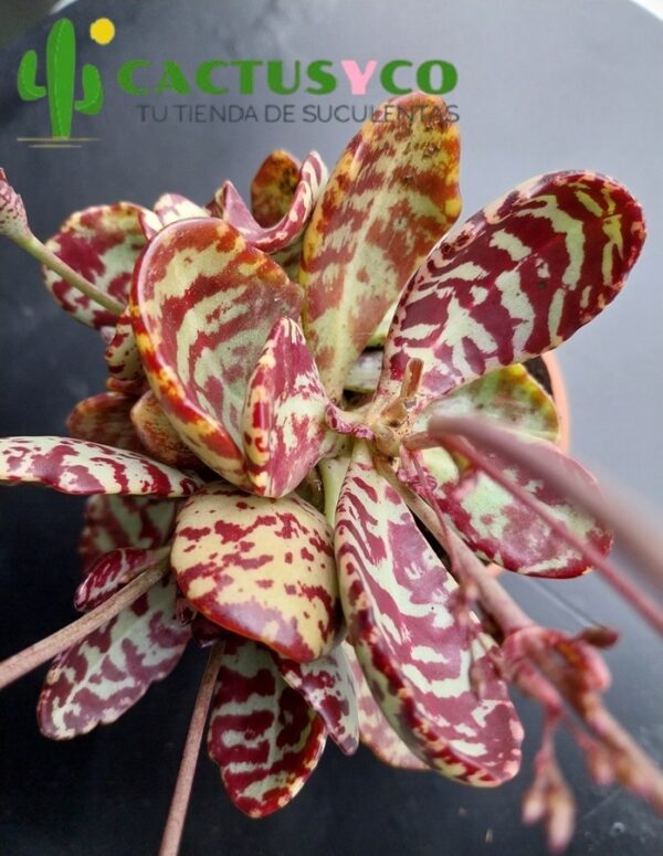 Kalanchoe humilis zebra