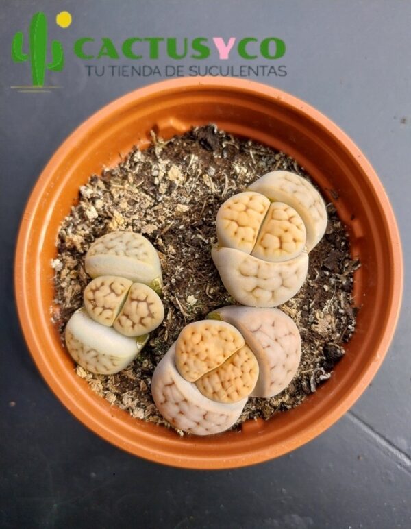 Lithops (Cactus piedra)