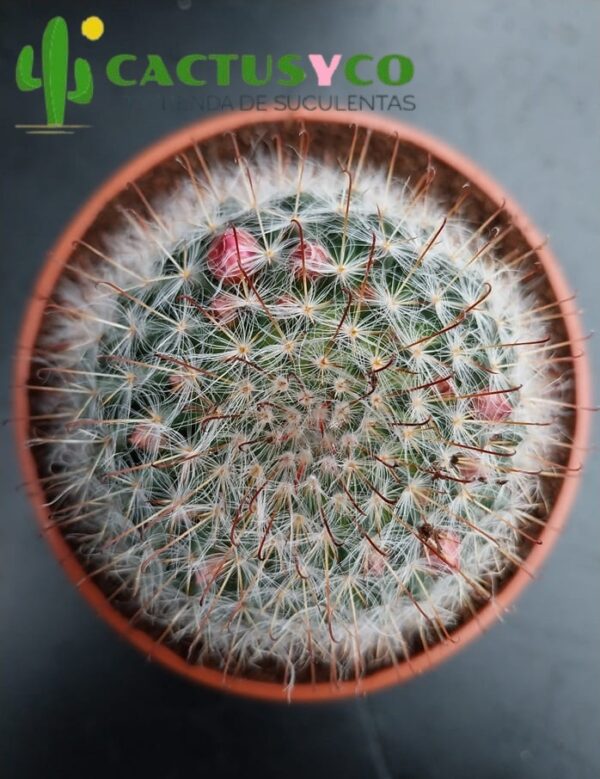 Mammillaria bocasana (flor fucsia)
