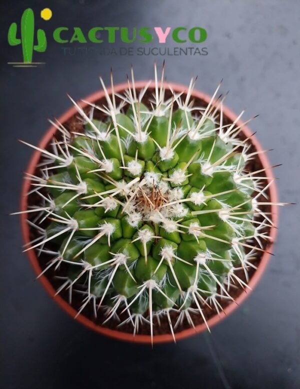 Mammillaria compressa (flor blanca)