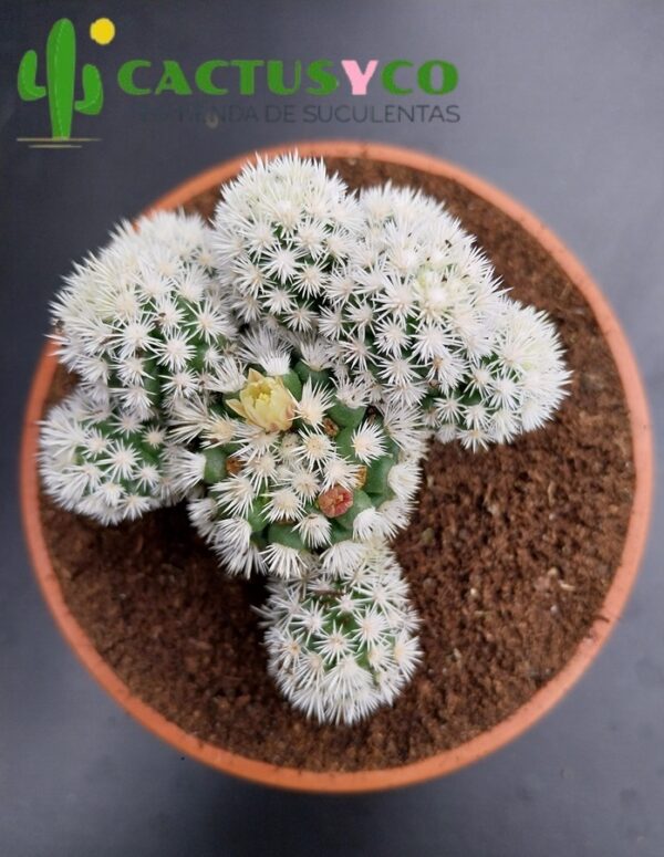 Mammillaria gracilis "Snow Cap" (flor amarilla)