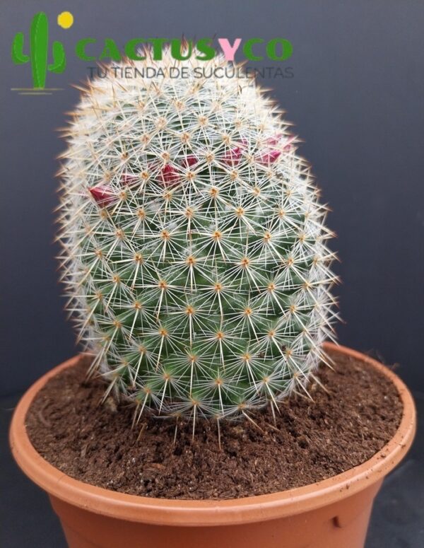 Mammillaria matudae (flor fucsia)