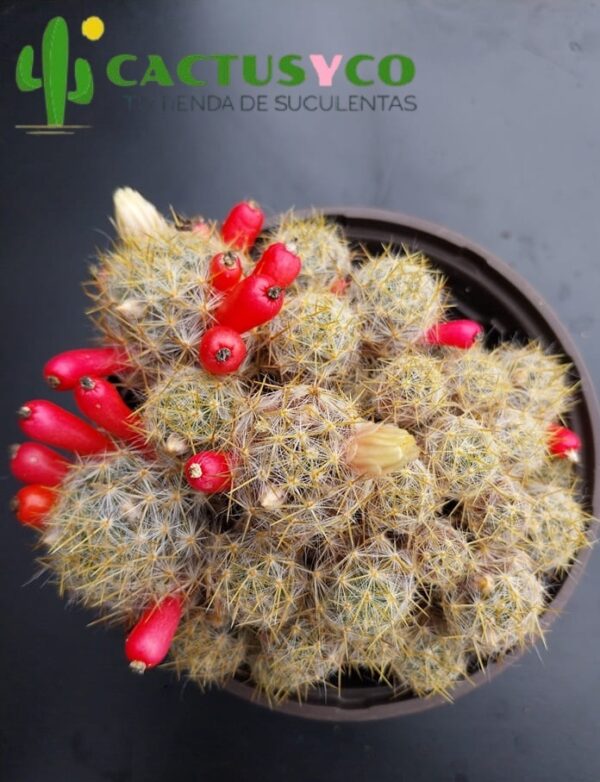 Mammillaria prolifera (flor blanca, saco de semillas rojo)