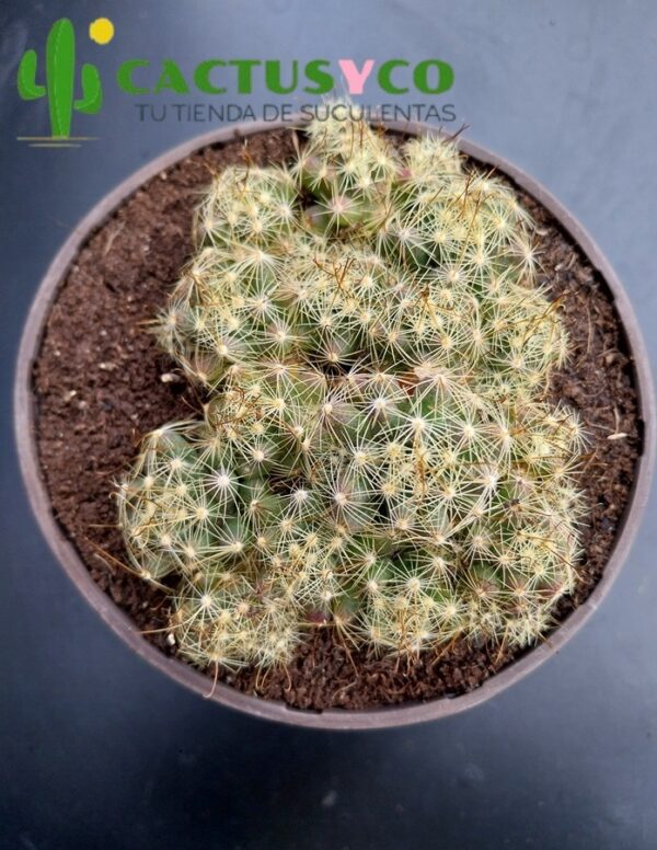 Mammillaria surculosa (flor amarilla)