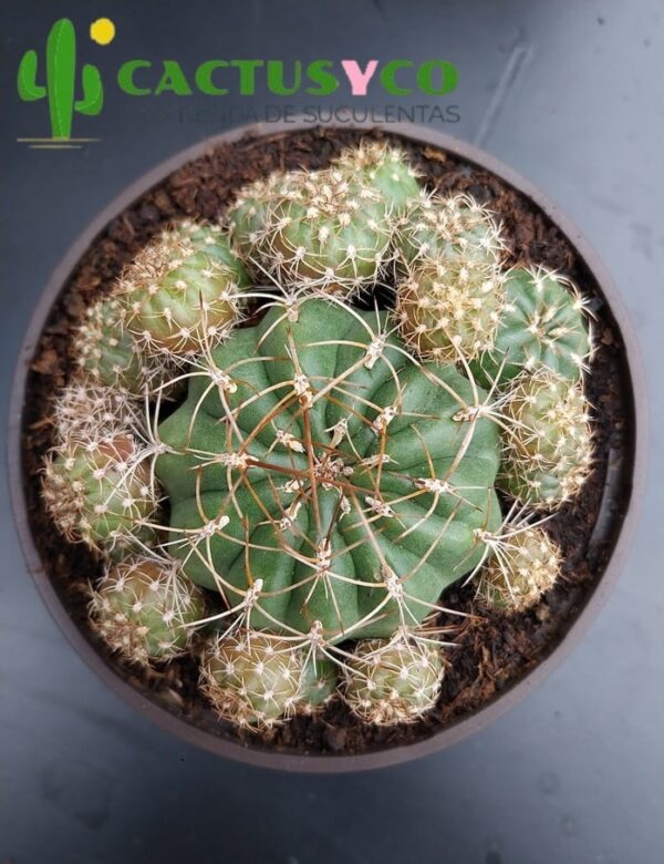 Matucana polzii
