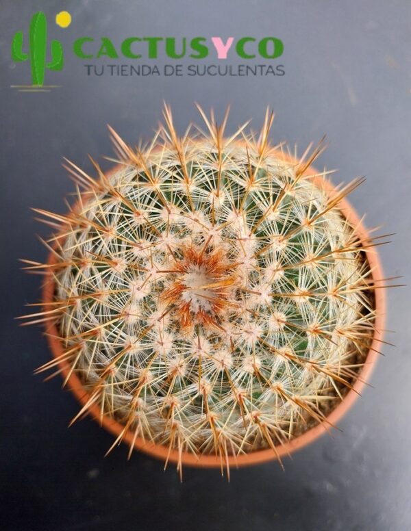 Parodia / Notocactus schlosseri (flor amarilla)