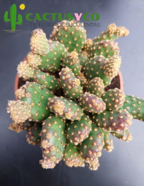 Opuntia rufida minima