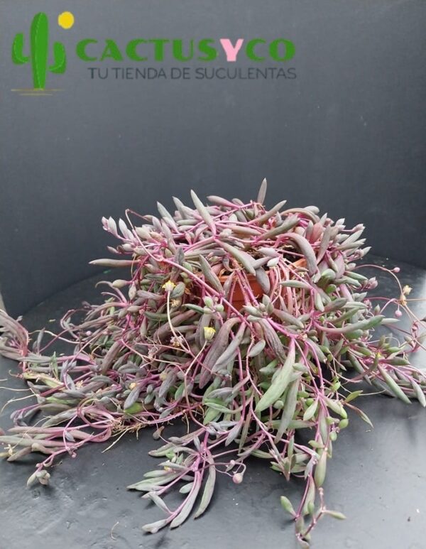 Othonna capensis (planta colgante)