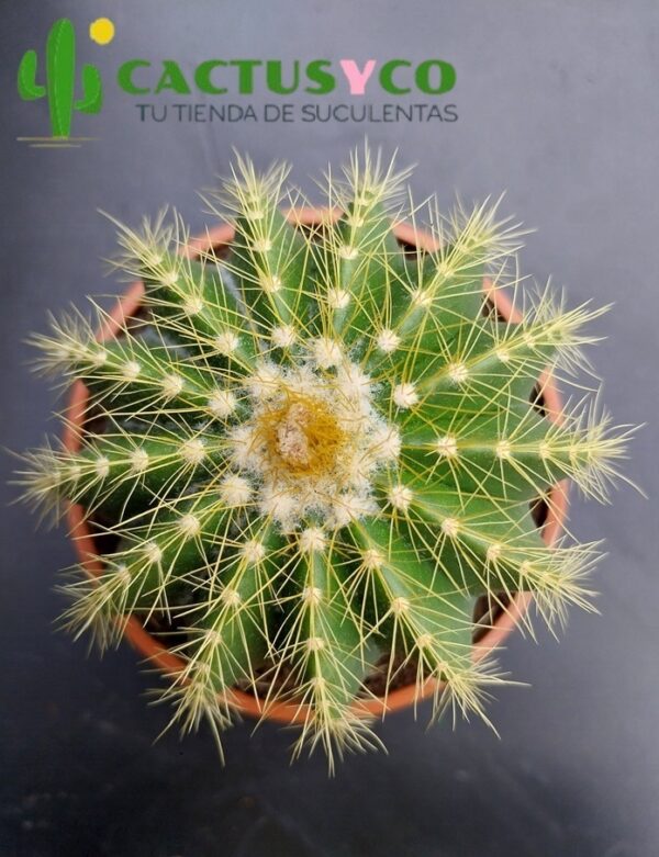 Parodia magnifica / Notocactus magnificus (flor amarilla)